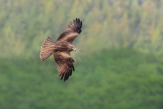 European black kite, Milvus m. migrans, flying with spread wings down looking for prey, top side view, a bird of prey in the family Accipitridae, Rhineland, Germany