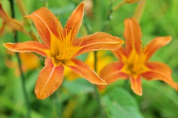 flower, orange, 백합, 네이처, 식물, 여름, 뜰, 식물, 개화, 블로섬, 미, red, yellow, 매크로, flower, 호랑이, 꽃잎, 고립시키는, 원추리속, 꽃, 나뭇잎, 근접, 봄