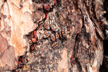 Large colony of red beetles on pine bark. Colony of Pyrrhocoris apterus nests on the tree trunk