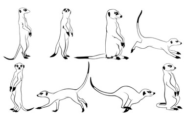 meerkat line drawing set 