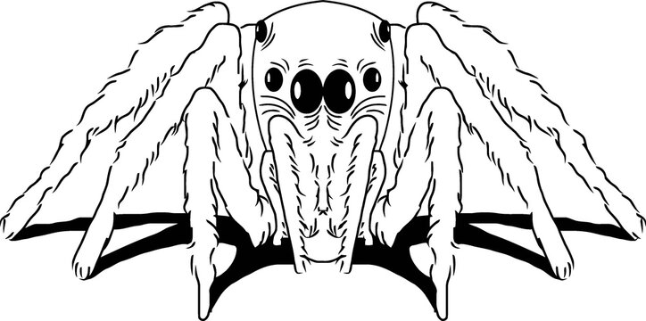 Spider Sketch hand drawn.