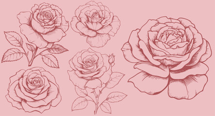 5 roses in vintage illustration style