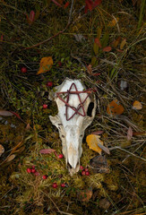 animal skull with pentacle amulet in autumn forest, natural abstract background. autumn season....