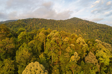 landscape with tropical jungle and mountains
