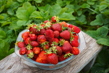 On a glass plate lies a ripe freshly picked one against the background of a strawberry bed