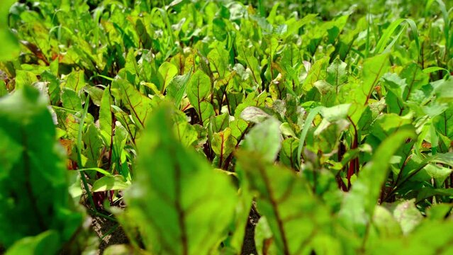Close up and slow motion of young beets plants or chard while moving camera slowly right to left in pesticide free organic garden.