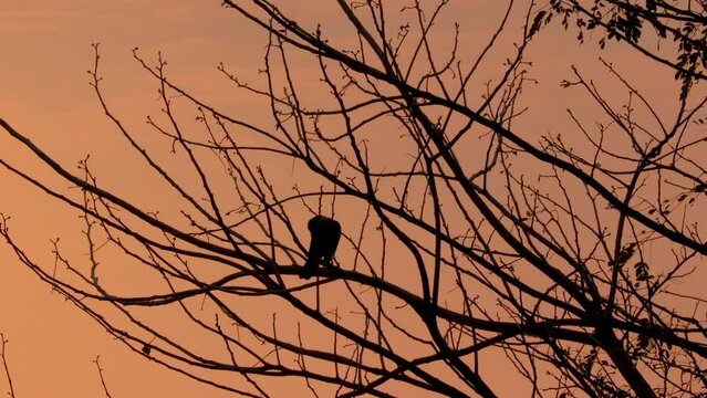 silhouette video footage of crow bird sitting on the tree in the evening