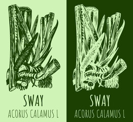 Drawings sway or muskrat root. Hand drawn illustration. Latin name ACORUS CALAMUS L.