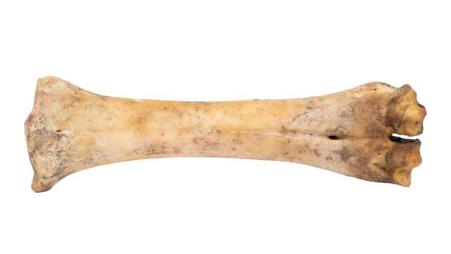 Beef bone without meat isolated on white background