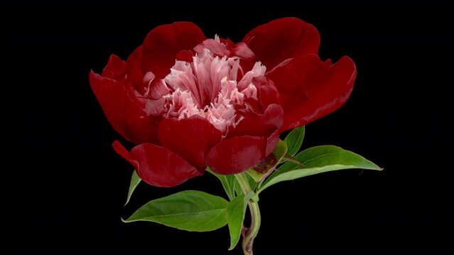 Timelapse of red peony flower blooming on black background. Valentine's Day concept. Mother's day, Holiday, Love, birthday