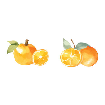 Watercolor orange vector-Watercolor Orange Illustrations, Orange Tree & Juice Art