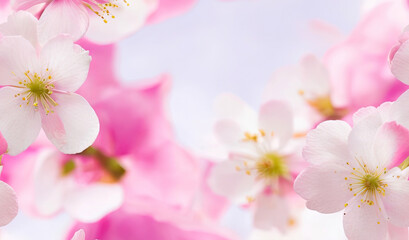 Cherry blossom background, Blurred pastel pink tone,  there is an area for text in the corners of the picture. Generative AI.