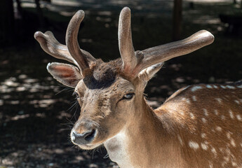 Junger Damhirsch, Dama Dama, Bayern, Deutschland