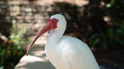 White Bird with Long Beek Standing in the Shade on a Hot Day