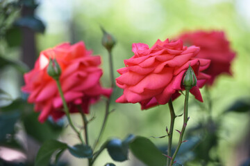 pink rose flower background. Red roses on a bush in the garden, close-up. delicate pink rose flower with green leaves. Red Rose Magic. beauty in the garden. concept of romance, gift