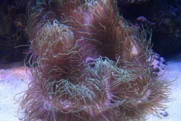 Heteractis magnifica is one of the largest and most visually striking sea anemones, with a column...