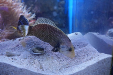 rockmover wrasse  l dragon wrasse (novaculichthys taeniourus)