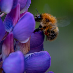 Hummel an lila-blauen Blüten