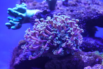 Alveopora is a genus of stony corals belonging to the family Acroporidae. These corals are commonly known as 