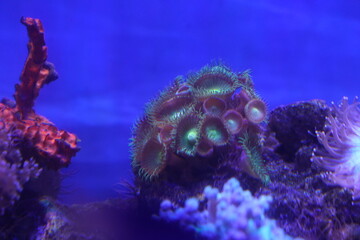 Purple button polyps are a type of colonial soft coral belonging to the genus Zoanthus or related genera. They are characterized by their small|纽扣珊瑚