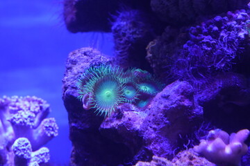 Obraz premium Button Polyps|Bright Green Zoanthid Polyp Soft Corals 
