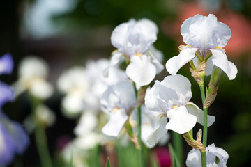 Irideae. White iris flowers are blooming in the garden. White flowers in the garden. floral natural background. beautiful delicate flowers close-up. blurred green background. close-up