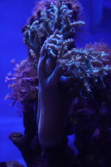 Alveopora is a genus of stony corals belonging to the family Acroporidae. These corals are commonly...