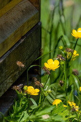 Bienen an der Bienenbeute (Bienenstock) © MichaelSchnell