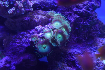 Button Polyps|Bright Green Zoanthid Polyp Soft Corals	