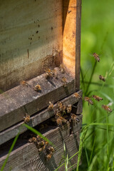 Bienen an der Bienenbeute (Bienenstock)