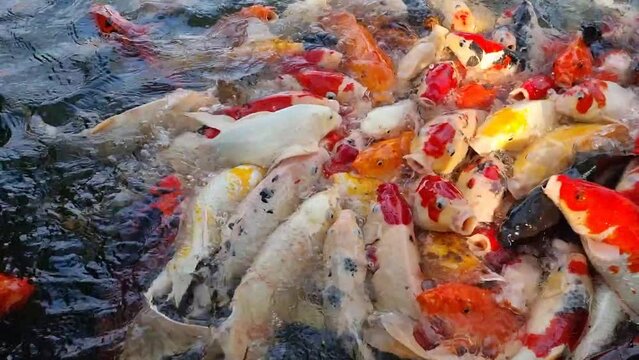 Feeding food for Colorful koi fish or fancy carp in the pond 