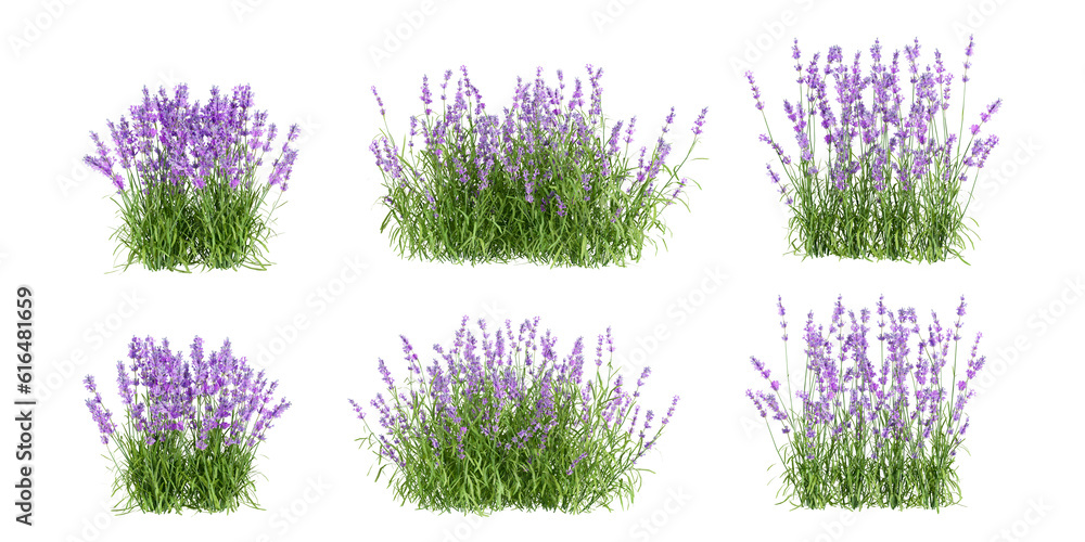 Wall mural lavender flowers isolated on white