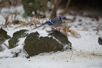 Blue Jay Sitting on Perch Eating Seeds in the Snow