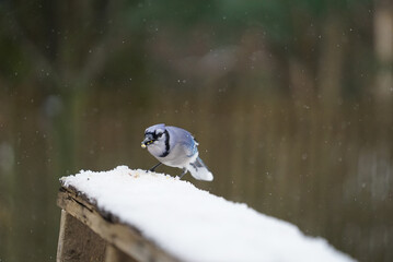 Blue Jay Sitting on Perch Eating Seeds in the Snow