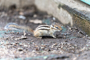 小樽　都市景観　天狗山　街並み　シマリス園　動物　小動物　栗鼠