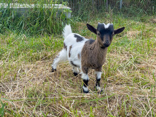 Naklejka na ściany i meble little goat baby in summer. Farm animals.