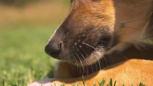 CLOSE UP, DOF: Young brown doggy is busy chewing on a tasty dried barf treat. Mouth of a puppy munching a delicious natural snack to ease discomfort of teething. A well deserved reward for little dog.