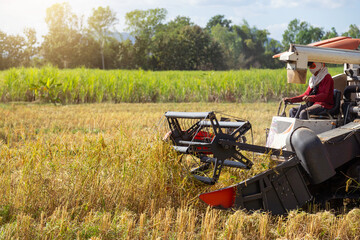 Running harvest car machine for collectin rice in field of harvest season