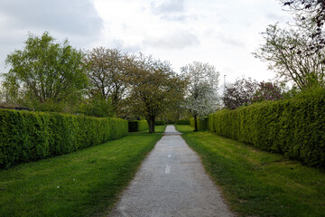 Fototapeta na wymiar Footpath in park with trees and plants in spring