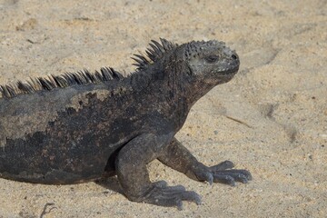 Galapagos Marine Iguana