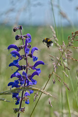 wild meadow sage, with approach of a bee, macro photo