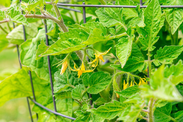 Yellow flowers on tomato plant in cage in garden - 616489859