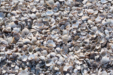 Shore, beach with mussel shells, closeup, background photo