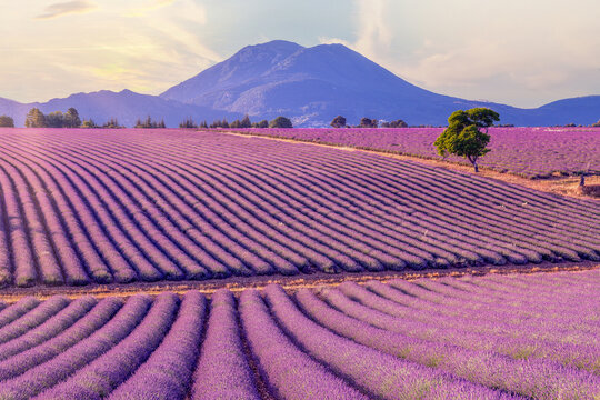 champs de lavande dans le Sud de la France dans le Luberon sur le plateau de Valensole