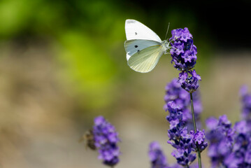Small white butterfly (Pieris rapae) perched on lavender in Zurich, Switzerland