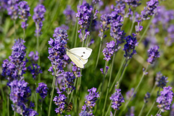 Small white butterfly (Pieris rapae) perched on lavender in Zurich, Switzerland