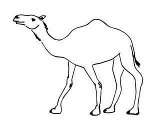 Simple hand drawn black outline vector illustration. Camel, desert animal. Sketch in ink.