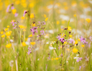 meadow with wild flowers