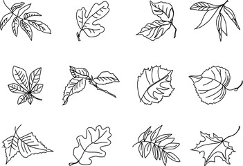 A set of images of leaves of forest trees: ash, fig, beech, olive, chestnut, hornbeam, hazel, linden, birch, oak, rowan, maple.