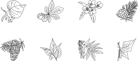 Logos of plants. Set of eight vector images of branches with fruits of deciduous and coniferous trees.